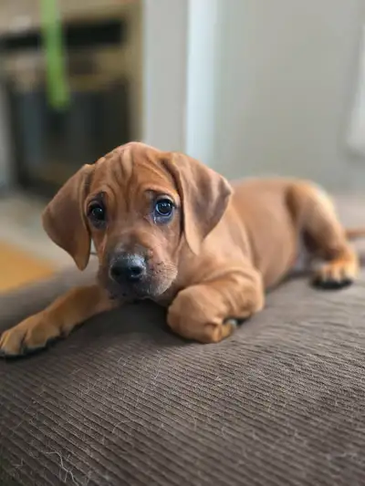 rhodesian ridgeback puppies, View more