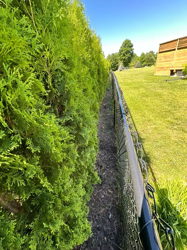 Grass Cutting Services494957949135114244