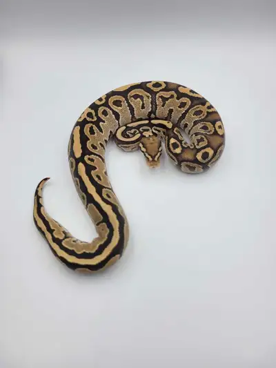 fire hra dh hypo pied, View more