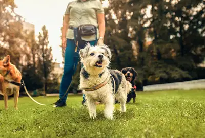 *Spots Available* Hi There! I provide a variety of pet services in the Northbay area including: Dog...
