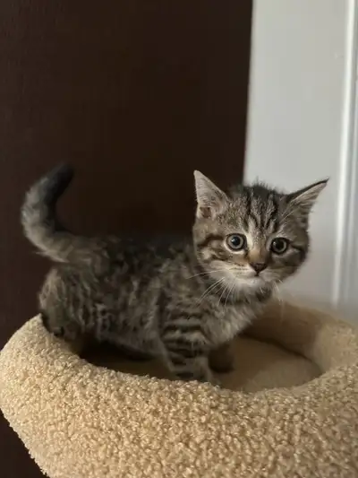British Shorthair Kittens (Cinnamon & Chocolate Carrier), View more