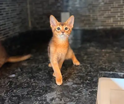 Abyssinian kittens, View more