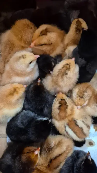 Orpington mix chicks for sale, View more