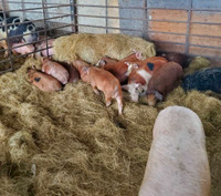 Feeder pigs