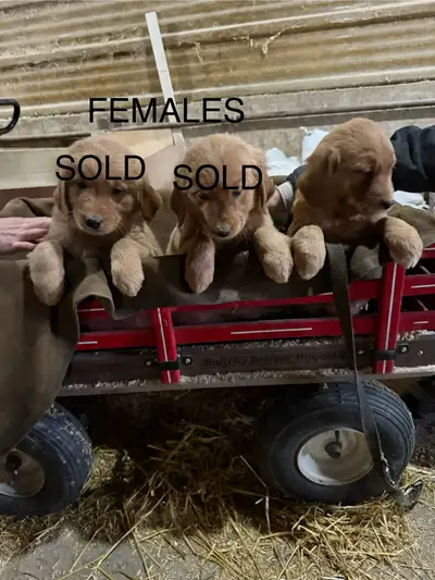 Pure Golden Retriever Puppies, View more