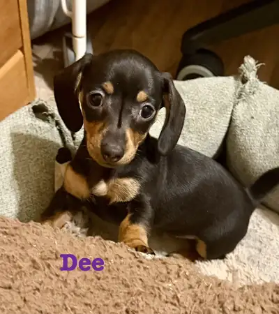 Mini Dachshunds Available, View more