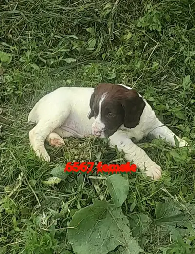 Born April 19th 2025 CKC REGISTERED Liver and white, English Springer Spaniel (field) these are high...
