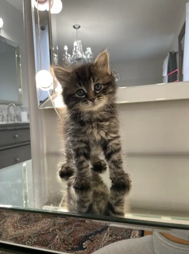 ⭐️Maine Coon Kittens⭐️ - Health Card &amp; Samples -