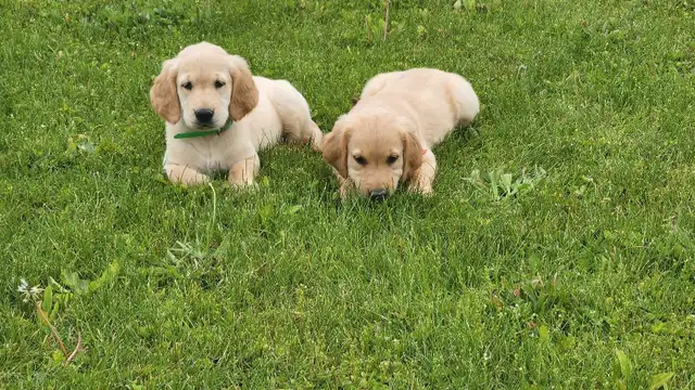 Golden Retriever Puppies in Dogs & Puppies for Rehoming in Stratford - Image 6