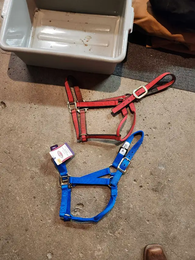 TACK FOR SALE in Equestrian & Livestock Accessories in Brandon - Image 3