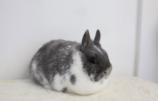 Netherland Dwarf in Small Animals for Rehoming in Grande Prairie