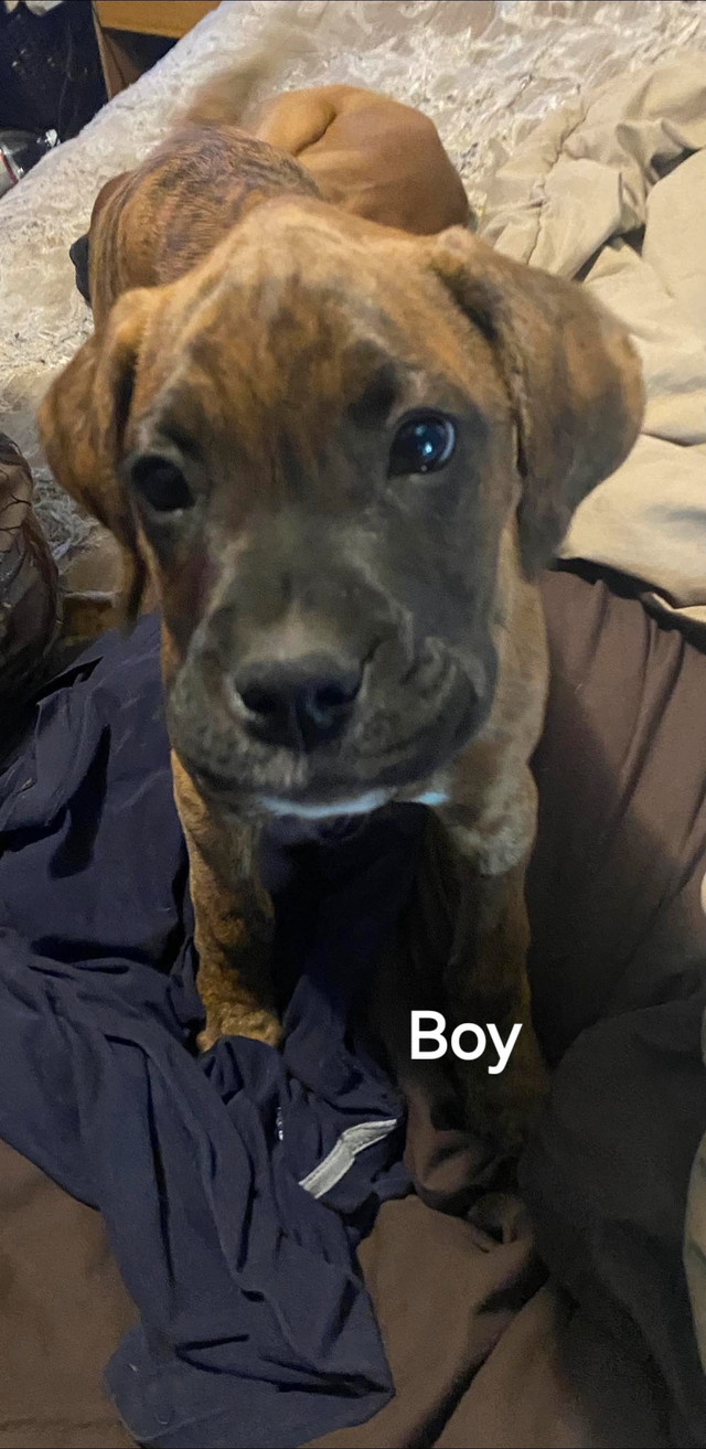 Boxer puppies for sale in Dogs & Puppies for Rehoming in North Bay - Image 3