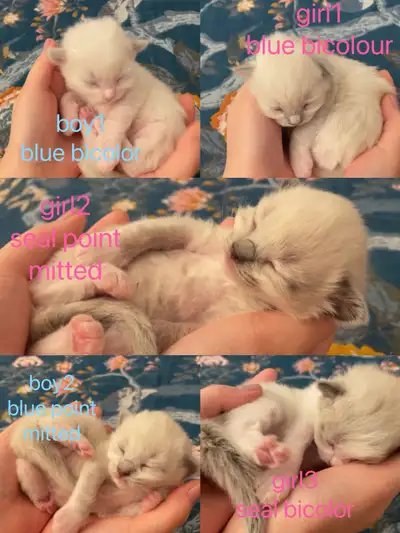 Race：Purebred Ragdoll Couleur：Seal, bleu avec des yeux bleus frappants Personnalité：Gentil, affectue...