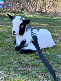 Male Pygmy goat 