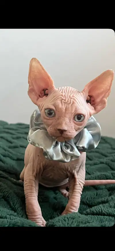 Magnifique chatons sphynx, View more