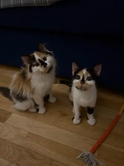 12 week old kittens , View more