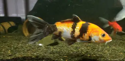 Koi fish, View more