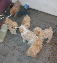 ONLY 3 TOY POODLE PUPPIES LEFT