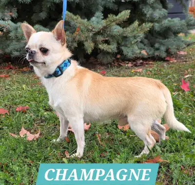 Chihuahua CKC Registered Puppy & Adults, View more