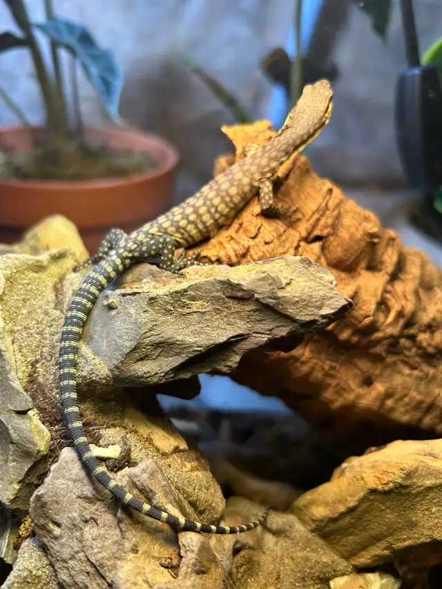 2025 Kimberley Rock Monitor in Reptiles & Amphibians for Rehoming in Ottawa - Image 3