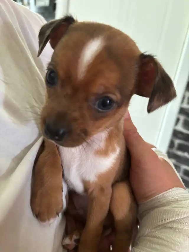Chihuahua in Dogs & Puppies for Rehoming in Lanaudière - Image 6