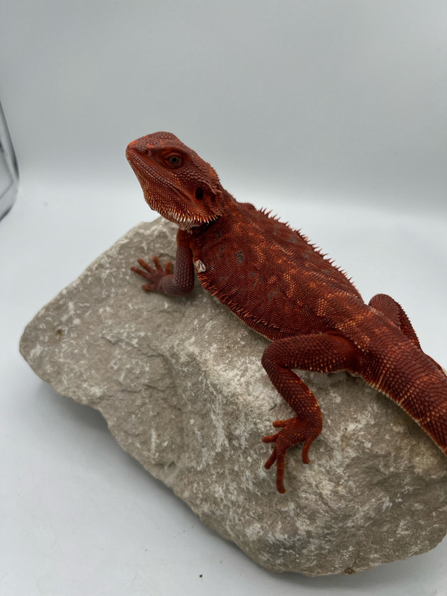 NEW BEARDED DRAGONS AVAIL ON SITE!! in Reptiles & Amphibians for Rehoming in Burnaby/New Westminster - Image 3