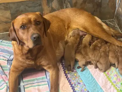CKC Registered Fox Red Lab Puppies , View more