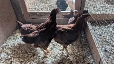 Rhode Island red pullets - 13 weeks old - $16.50 each Reply to ad or text 905-380-8417