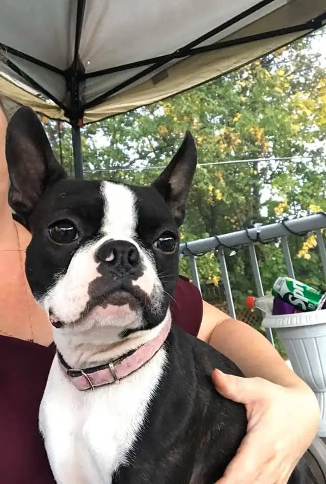 boston terriers in Dogs & Puppies for Rehoming in Prince George - Image 8