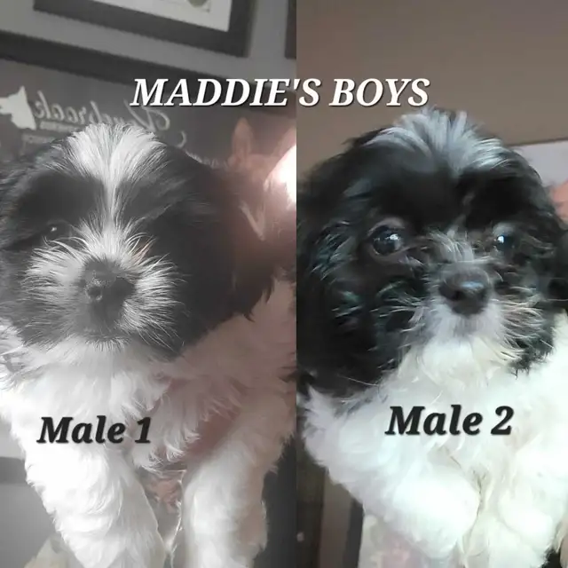 Shih Tzu Puppies Available! -NEW VIDEOS in Dogs & Puppies for Rehoming in St. Catharines - Image 7