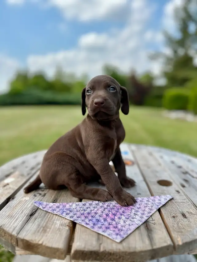 German shorthair pointer puppies in Dogs & Puppies for Rehoming in Oakville / Halton Region - Image 3