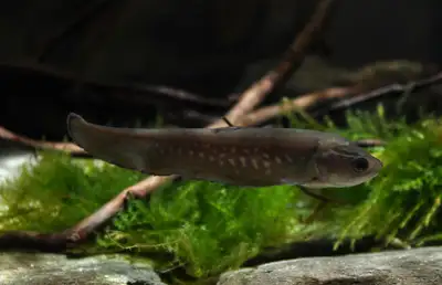 African knife fish, View more