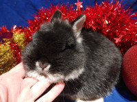 EXTRAORDINARY, super friendly, Netherland dwarf seeks family!