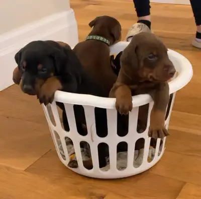 Doberman Puppy, View more