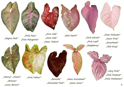 syngonium variegted (, View more