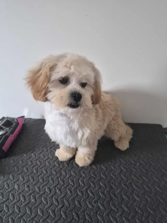 Toy shihtzu poodle..Only one puppy left in Dogs & Puppies for Rehoming in Winnipeg - Image 2
