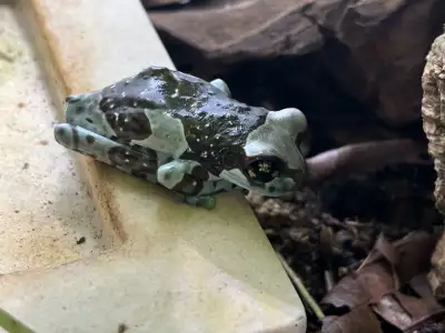 Amazon Milk Frog, View more