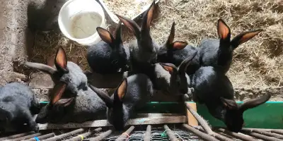Large Flemish Rabbits , View more