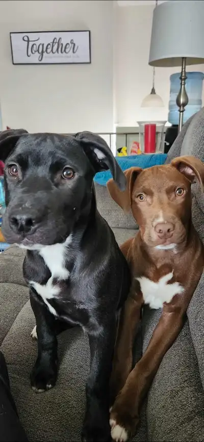 2 dogs for rehoming, View more