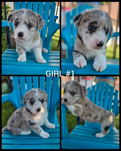 Corgi Poo Puppies, View more