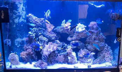 Fish for rehoming, View more