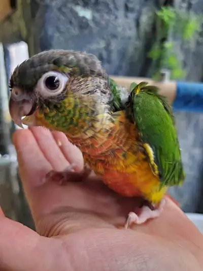CONURES YELLOWSIDE NAM, View more
