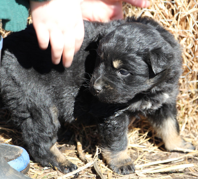 Mother's Day Puppies - Border Collie x German Shepherd in Dogs & Puppies for Rehoming in Strathcona County - Image 2