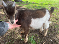 Goat buckling for sale