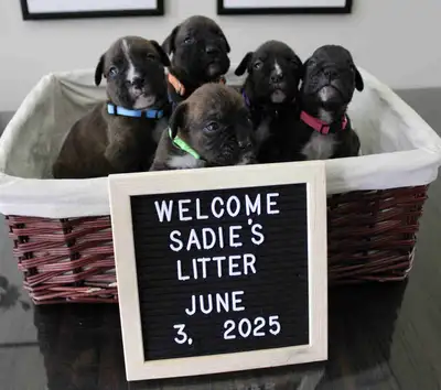 Purebred Boxer Puppies! - NEW PHOTOS, View more