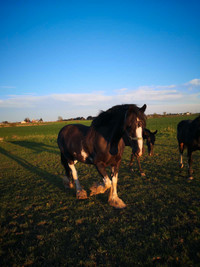 Pair Clydesdale mares 