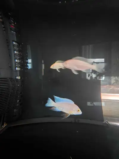  Albino platinum turkis , View more