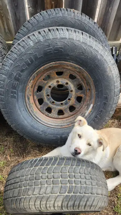 4 tires plus spare - 16 inch steel rim, 8 lug Hercules tires for GMC or Chevy used for sale. Almost...