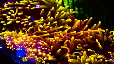 Coral frags, high end anemones. Keywords: Corals, saltwater, marine aquarium