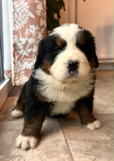 CKC Registered Bernese Mt. Dog Puppies, View more